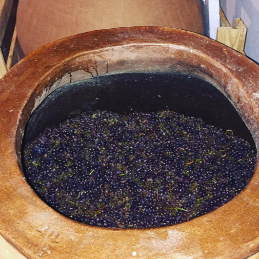 plp_product_/profile/scout-vineyard