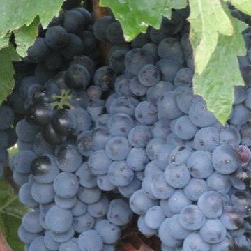 plp_product_/profile/moreligvineyards