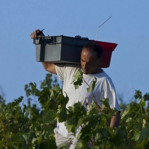 plp_product_/profile/domaine-de-lausseil