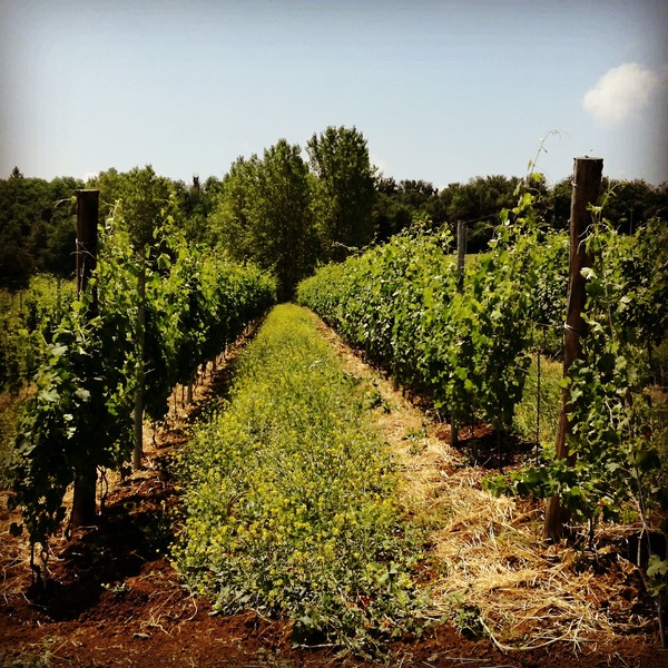 plp_product_/profile/cascina-gasparda