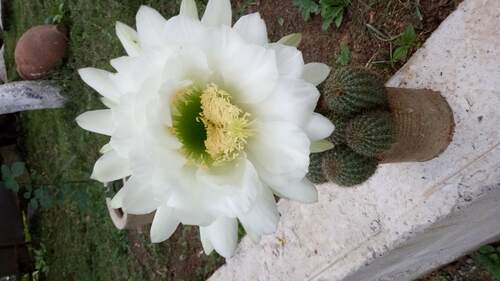 gallery_imgs