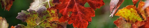 gallery_imgs