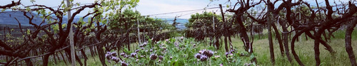 gallery_imgs