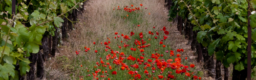 gallery_imgs