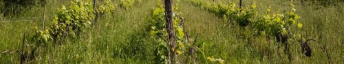 gallery_imgs